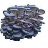 Blue Grey Oyster Mushroom Grain Spawn 1.5kg (413) - House of Mushroom